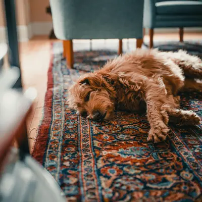 Hund schläft auf einem Orientteppich im Wohnzimmer